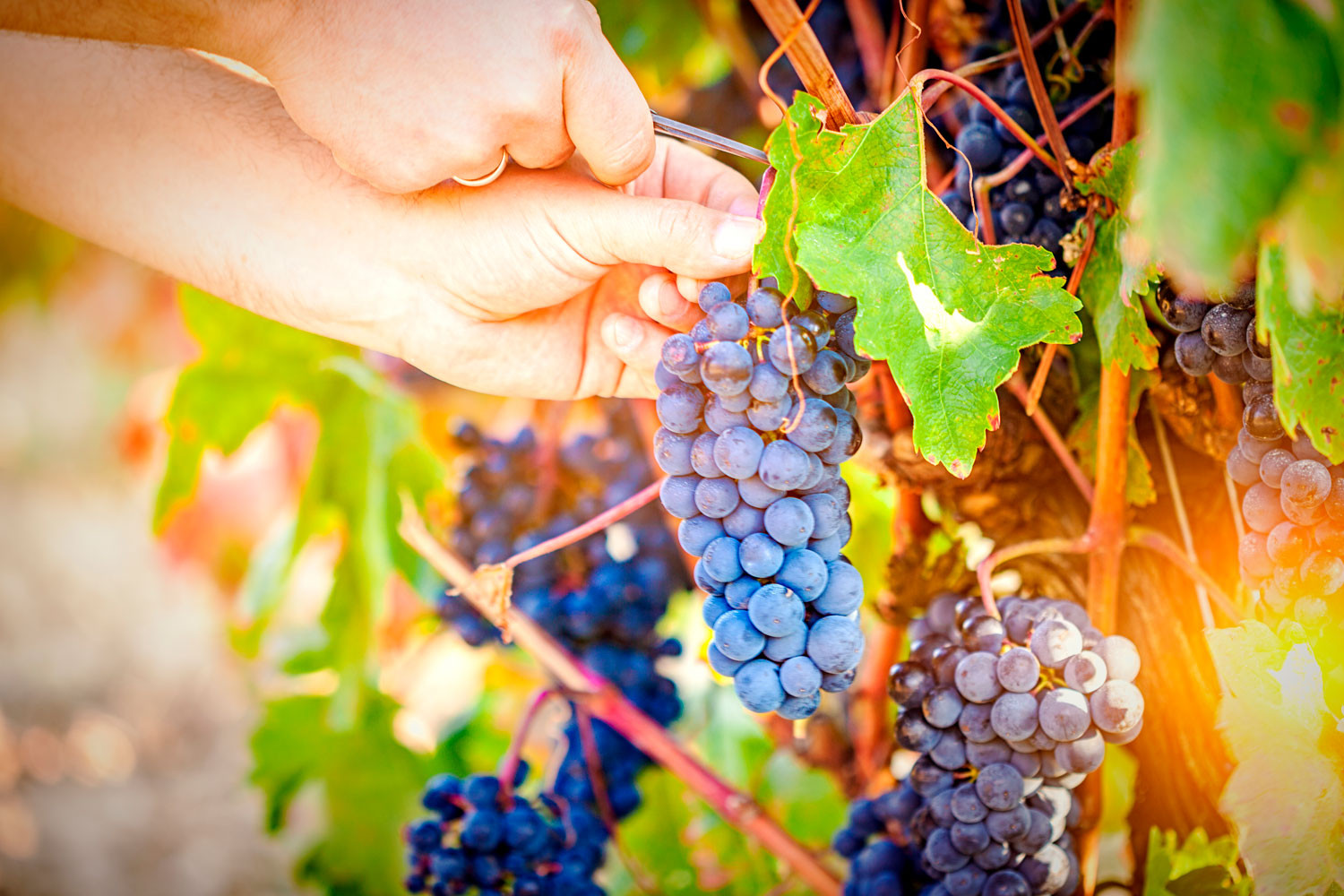 Vendimia Rioja 2017 calificada como Muy Buena por el Consejo Regulador