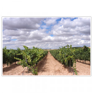 grupo.fausitno.historia.1980